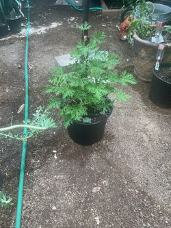 Citronella mosquito plant