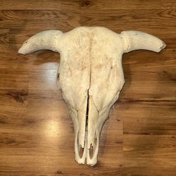 Real, Authentic Bulls Skull 