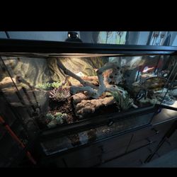 Snake Lizard Reptile Terrarium