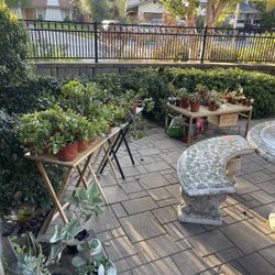 Selling All My PLANTS ‼️🌵🪴🪻🌱
