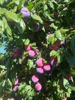 Organic plum