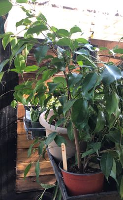 Ficus plant in 1 gallon pot