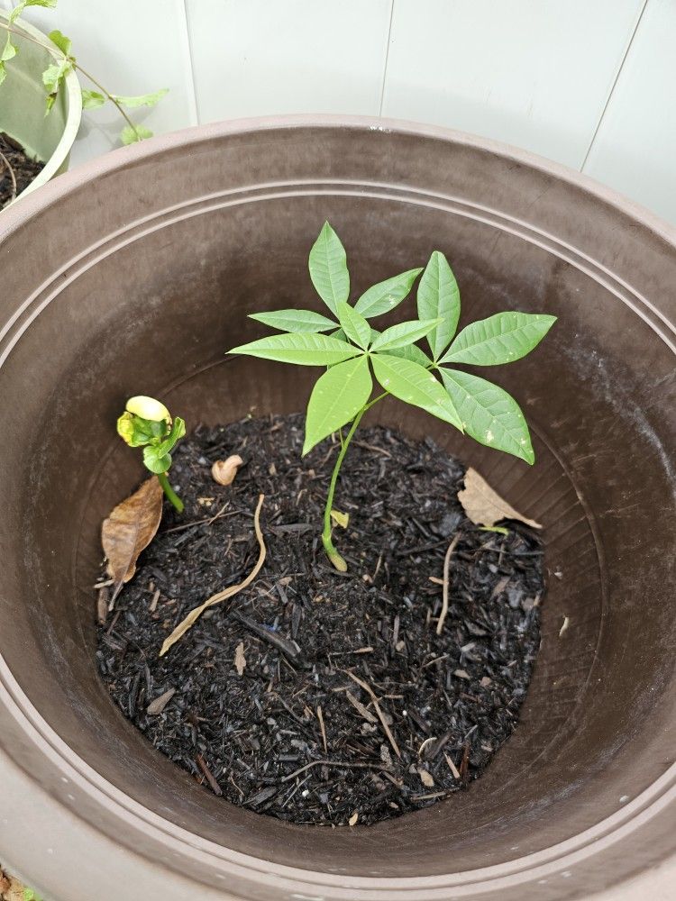 Cocoa Green Hue Tree