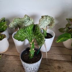 Mermaid Tail Cactus Plant 4" Ceramic Pot $7 Each