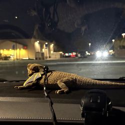 Reptile LEASH 