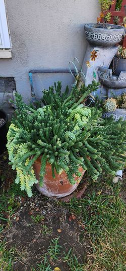 Mini cactus