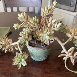 Succulent Plant