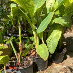 Canna Lily