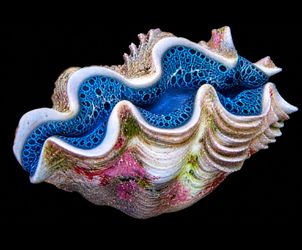 2 " coral reef Maxima clam