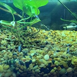 Assassin Snails