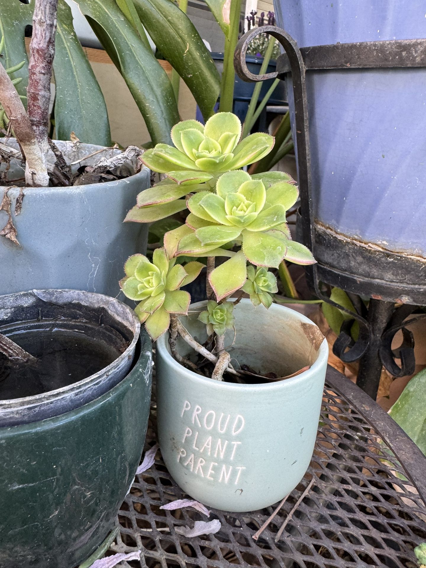 Succulent