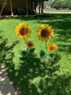 Two sunflowers
