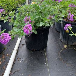 3 Gal. Purple Verbena 