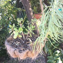 Succulent Plants Basket