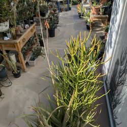 Drought Tolerant Cactus/ Succulents For Sale Starting At $5.