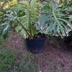 Lots On Nice Plants In 20 Gallon Pots ! Snake Plants N Mexican Sunflower N More  $20 Each