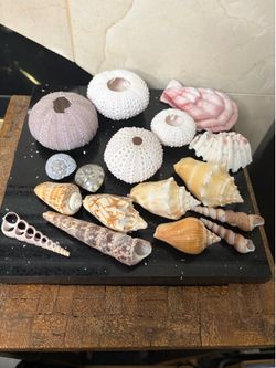 Natural fossil collectable shells