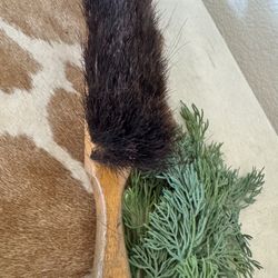 Antique Horse Hair Brush 