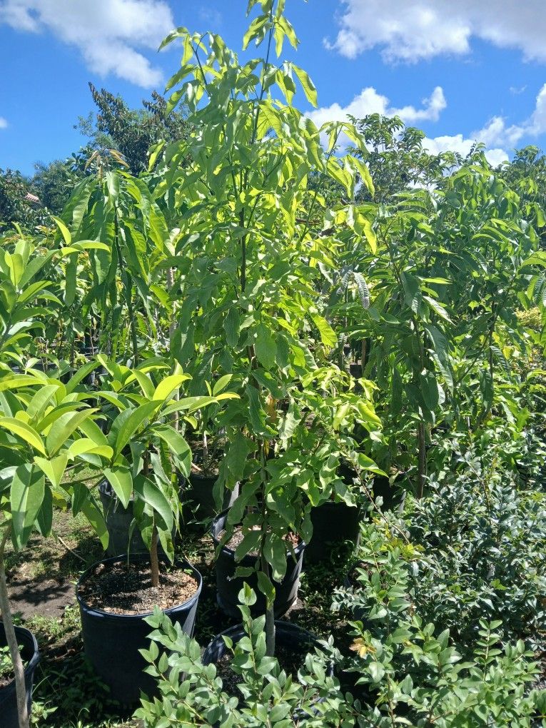 Mamoncillio spanish lime huge sale fruit trees $50
