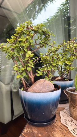 crassula plant 20”*30