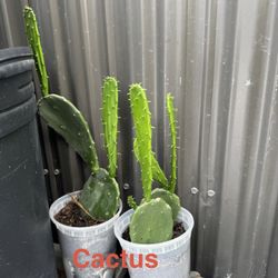 Fruit Plants For Trade