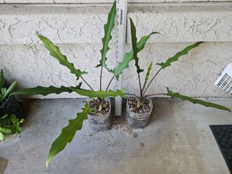 Alocasia Purple Sword Plants