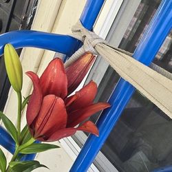 Lily Plants