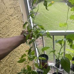 Roma Tomato Plants
