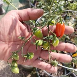 Fruiting And Flowering Grape Tomato Clones