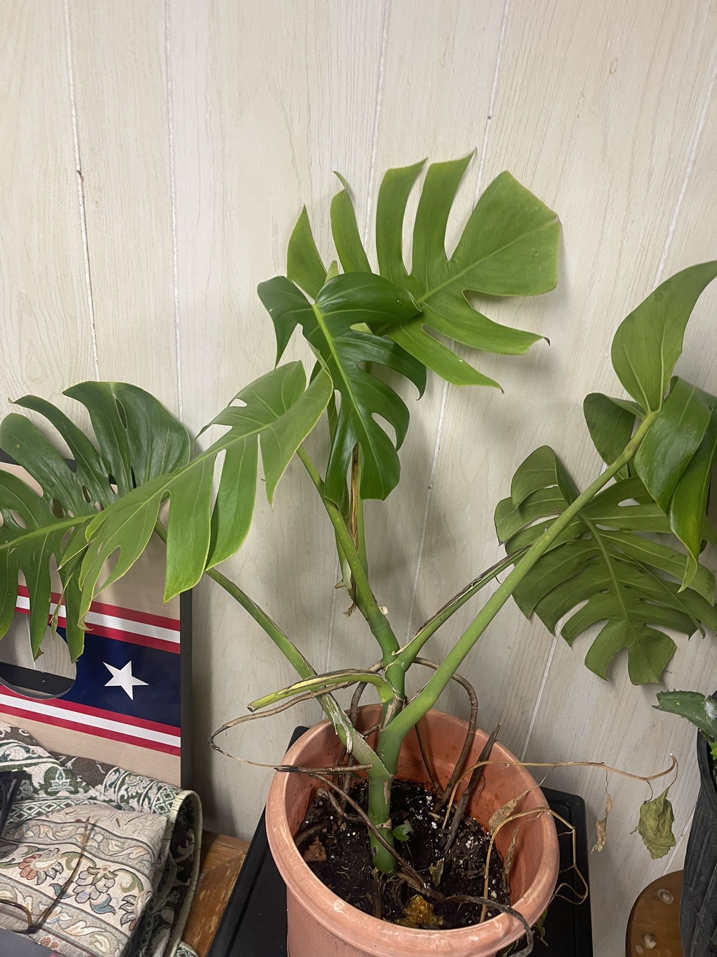Monstera plant