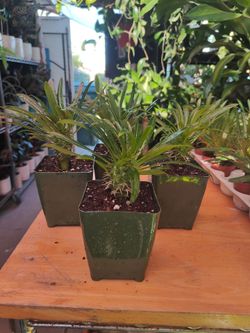 Madagascar Palm