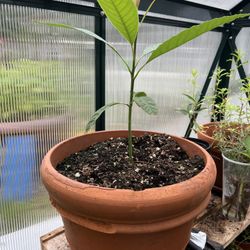 Avocado Plant 