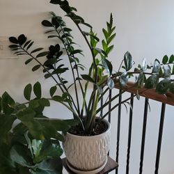 Zz Plant Without Pot
