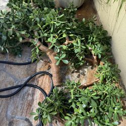 Jade Plant Cuttings