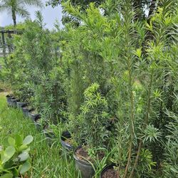 podocarpus Over 5 to 6 feet tall only $30 best full green  Instant Privacy Hedge For Fence 