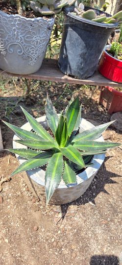 Agave plant