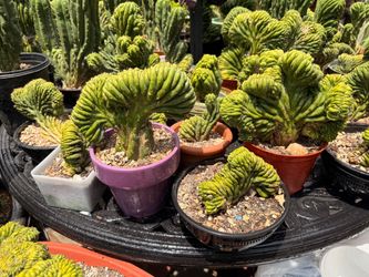 Crested San Pedro Cactus – Cuttings & Full Rooted Plants (Echinopsis pachanoi f. cristata)