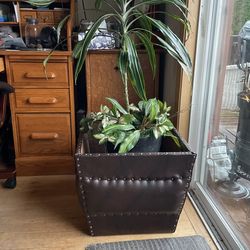 Plant, Surround Or Shoebox