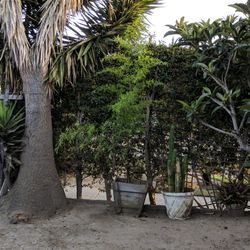 Black Bamboo 24" boxes