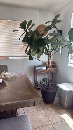 Fiddle leaf plant