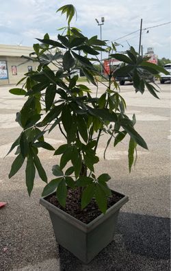 Money Tree