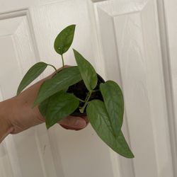 Beautiful Cebu Blue Pothos Plant 