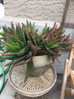 Succulent
