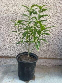 Night blooming Jasmine plant 24-36” long