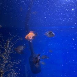 Fish tank decoration