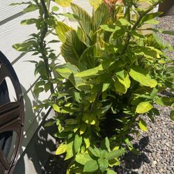 Angels trumpet 