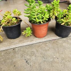 Jelly beans suculent 