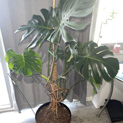 Monstera Plant 