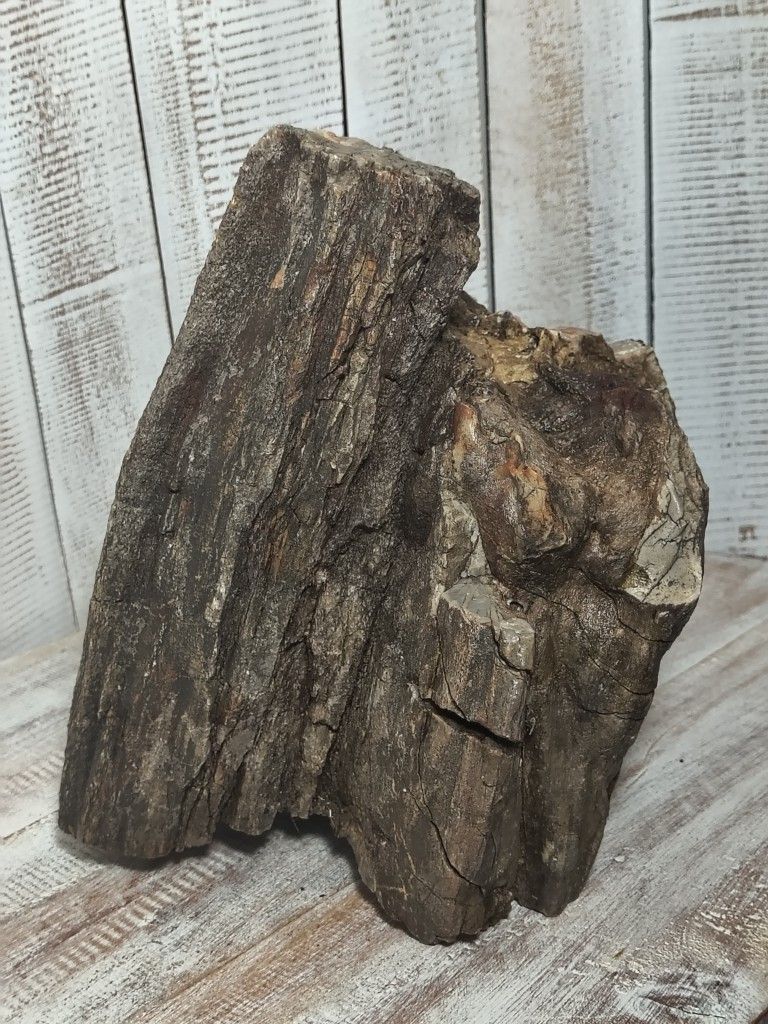 Arizona Petrified Wood 8.78lbs Show Piece