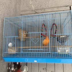Bird Cage 